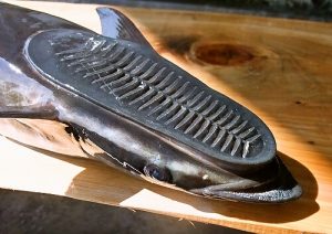 併泳魚 サメやマンタにくっついてる 魚たち の気になる生態 水槽レンタル神奈川 マリブ 海水専門 メンテナンス