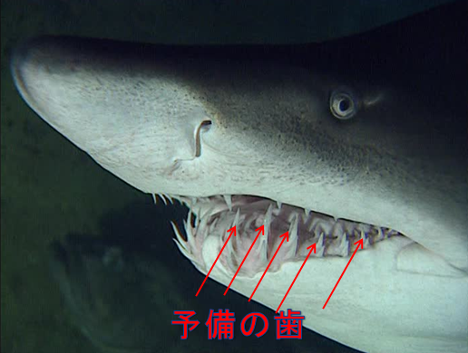 「サメのは」の画像検索結果