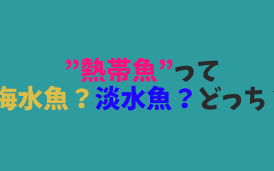 【比較】”熱帯魚”って海水魚？淡水魚？どっち？？？？