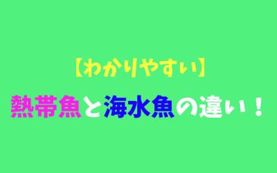 【わかりやすい】熱帯魚と海水魚の違い！