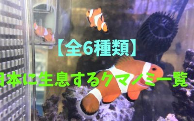 【全6種類】日本に生息するクマノミ一覧！すべてがわかる！