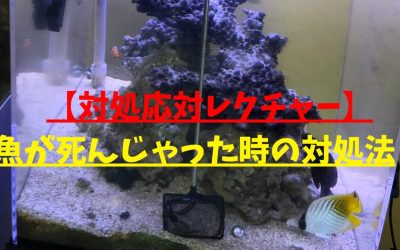 【対処応対レクチャー】魚が死んじゃった時の対処法！