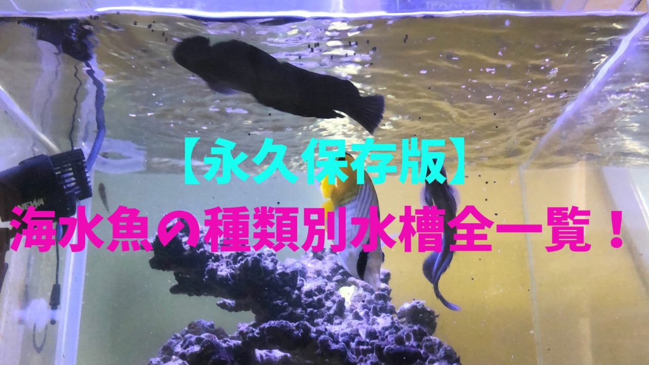 永久保存版】海水魚の種類別水槽全一覧！ – マリブ 水槽メンテナンス 