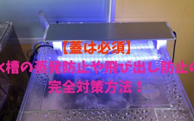 【蓋は必須】水槽の蒸発防止や飛び出し防止の完全対策方法！