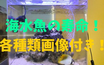 【保存版】海水魚の寿命！各種類画像付き！