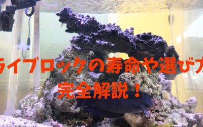 【海水水槽】ライブロックの寿命や選び方を完全解説！