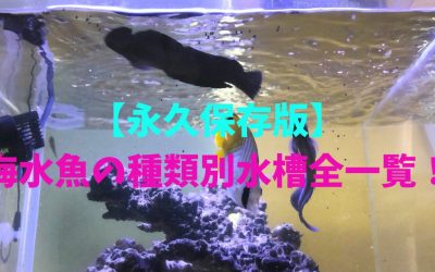 【永久保存版】海水魚の種類別水槽全一覧！