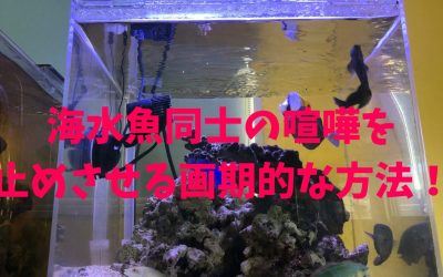 海水魚同士の喧嘩を止めさせる画期的な方法！