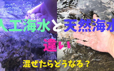 プロが教える！人工海水と天然海水の違い！ちなみに混ぜたらどうなる？