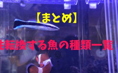 【まとめ】性転換する魚の種類一覧！