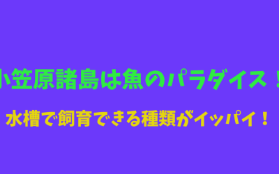 小笠原諸島は魚のパラダイス！水槽で飼育できる種類がイッパイ！