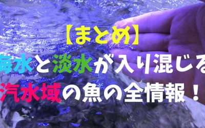 【まとめ】海水と淡水が入り混じる汽水域の魚の全情報！