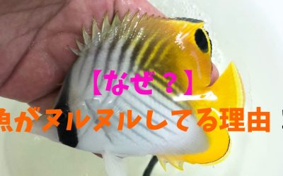 【なぜ？】魚がヌルヌルしてる理由！