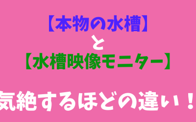 【本物の水槽】と【水槽映像モニター】の気絶するほどの違い！