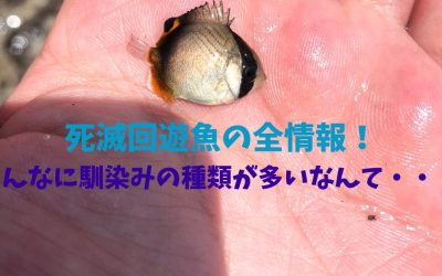 【儚い】死滅回遊魚の全情報！こんなに馴染みの種類が多いなんて・・・