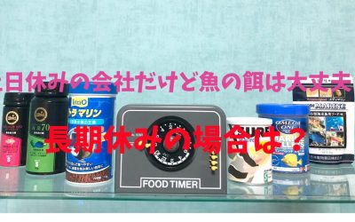 【海水魚水槽】土日休みの会社だけど魚の餌は大丈夫？長期休みの場合は？