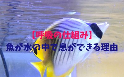 【呼吸の仕組み】魚が水の中で息ができる理由