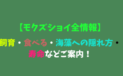 【モクズショイ全情報】飼育・食べる・海藻への隠れ方・寿命などご案内！