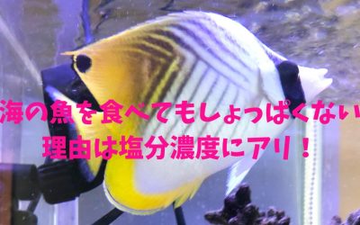 海の魚を食べてもしょっぱくない理由は塩分濃度にアリ！