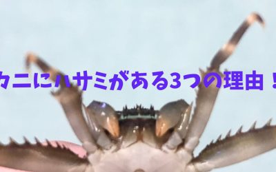 カニにハサミがある3つの理由！