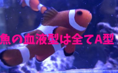 魚の血液型は全てA型！