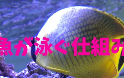 魚が泳ぐ仕組み