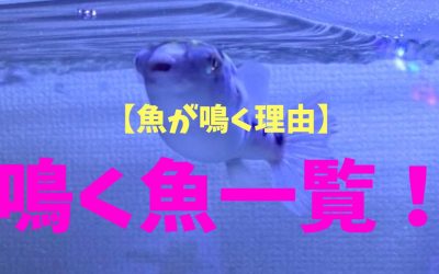 【魚が鳴く理由】鳴く魚一覧！これは意外！