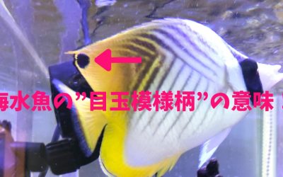 【頭イイ】海水魚の”目玉模様柄”の意味！