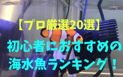 【プロ厳選20選】初心者におすすめの海水魚ランキング！