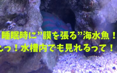 睡眠時に”膜を張る”海水魚！えっ！水槽内でも見れるって！？