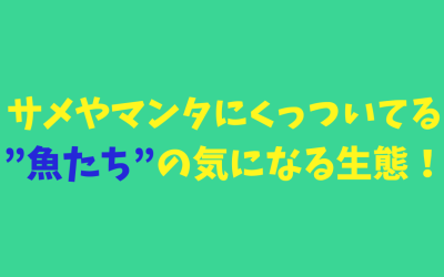 併泳魚！サメやマンタにくっついてる”魚たち”の気になる生態！