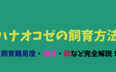 【ハナオコゼ飼育】ハナオコゼ基本情報！