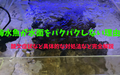 【酸欠症状】海水魚が水面をパクパクしない理由！