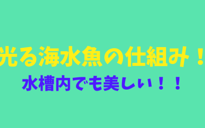 光る海水魚の仕組み！水槽内でも美しい！！