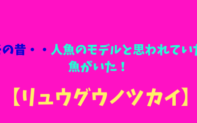 【リュウグウノツカイ】その昔・・人魚のモデルと思われていた魚がいた！