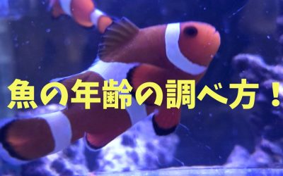 【永久保存版】魚の年齢の調べ方！