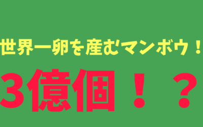 【最新版】世界一卵を産むマンボウ！3億個！？