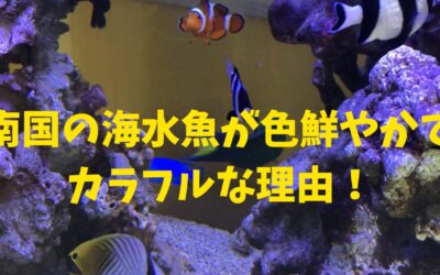 南国の海水魚が色鮮やかでカラフルな理由！