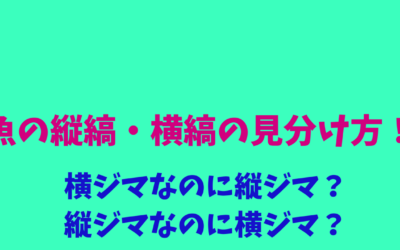 【種類紹介】魚の縦縞・横縞の見分け方！