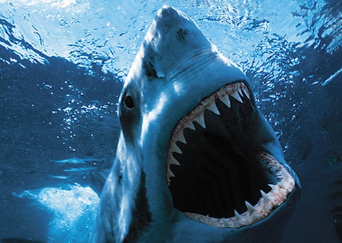 ホホジロザメ 歯 – マリブ 水槽メンテナンス神奈川【海水専門