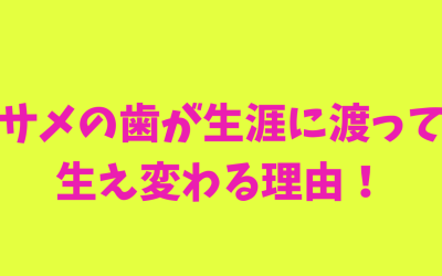 【衝撃！】サメの歯が生涯に渡って生え変わる理由！