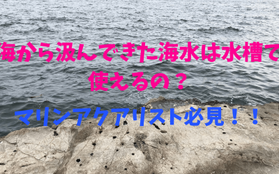 【海水魚飼育水槽】海で汲む天然海水は使えるか？を完全解説！