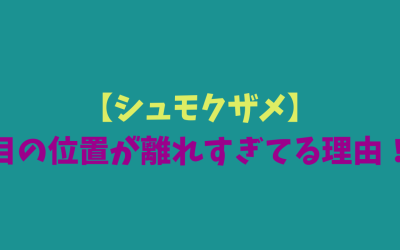 【シュモクザメのすべて】目の位置が離れすぎてる理由！