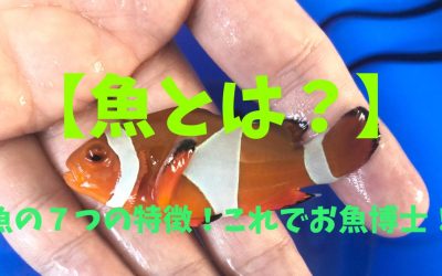 【魚とは？】魚の７つの特徴！これでお魚博士！