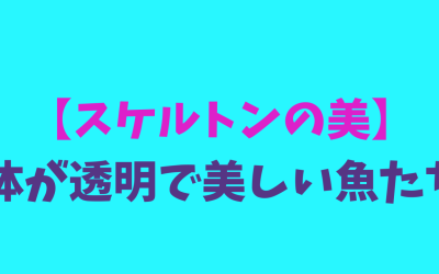 【スケルトンの美】体が透明で美しい魚BEST3！