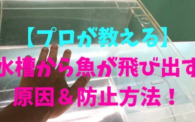 【完全対策】水槽から魚が飛び出す原因＆防止方法！