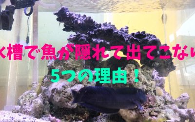 水槽で魚が隠れて出てこない５つの理由！