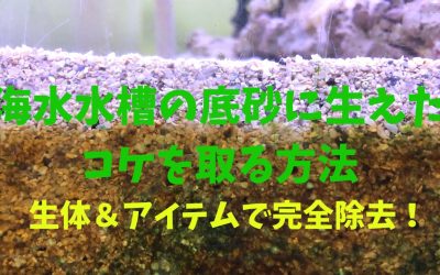 【掃除生体】海水水槽の底砂に生えたコケを取る方法！