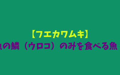 【フエカワムキ】魚の鱗（ウロコ）のみを食べる魚！