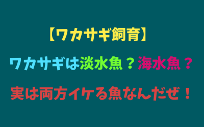 【ワカサギ飼育】ワカサギは淡水魚？海水魚？フッフッフッ・・・実は両方イケる魚なんだぜ！